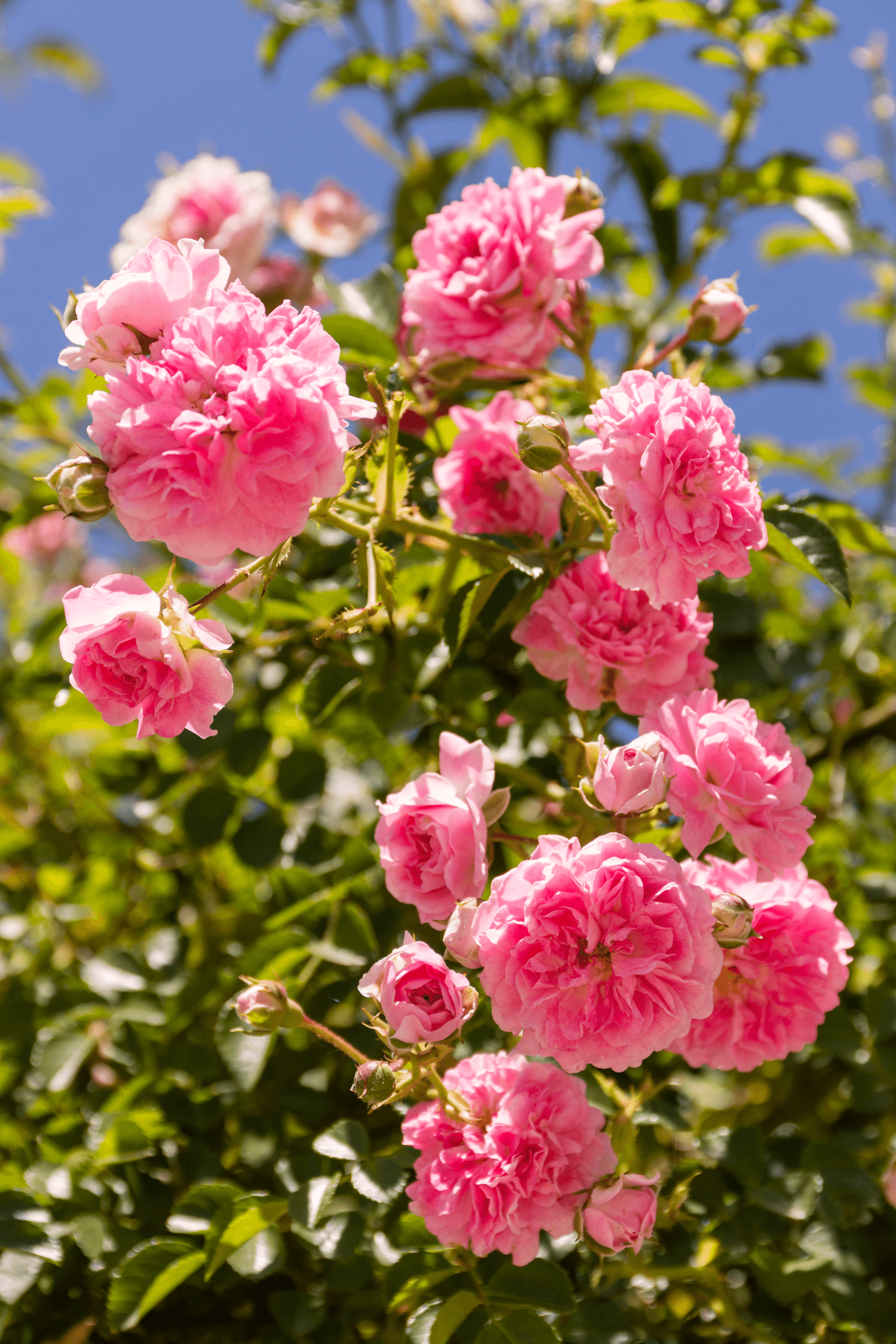 Rosa Rosen im Wiener Volksgarten
