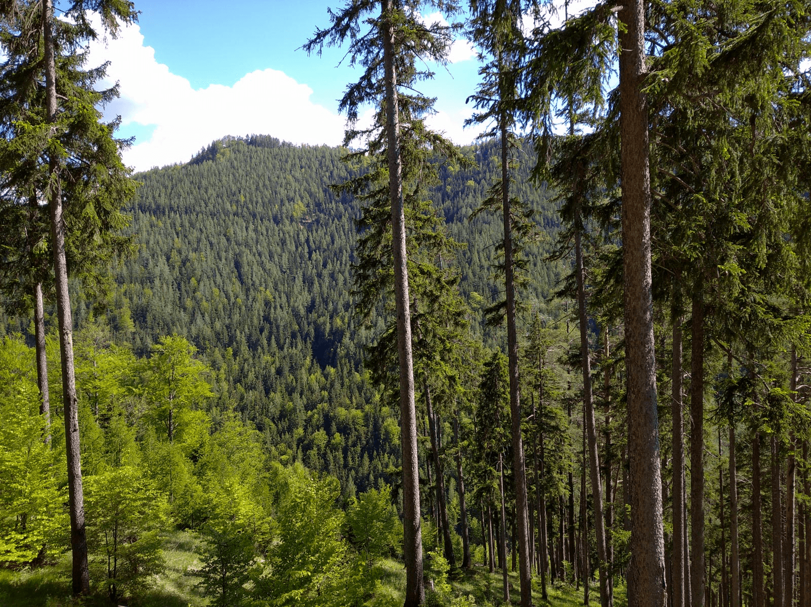 Blick in den Wienerwald