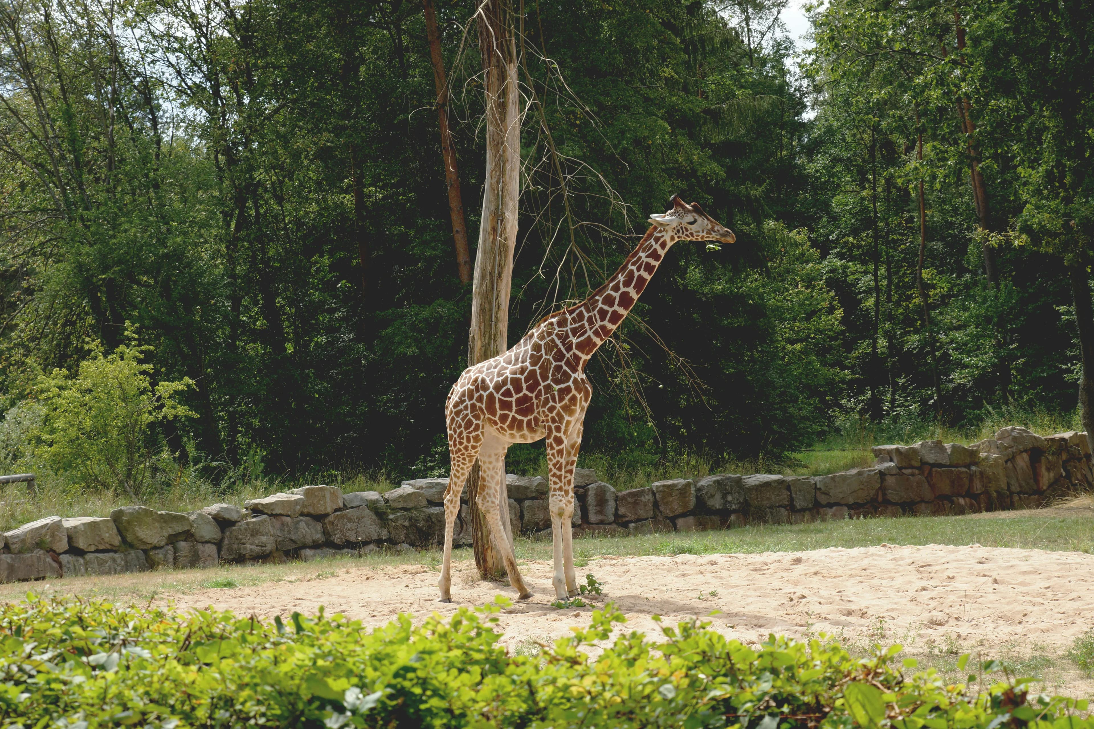 Tiergarten Schönbrunn