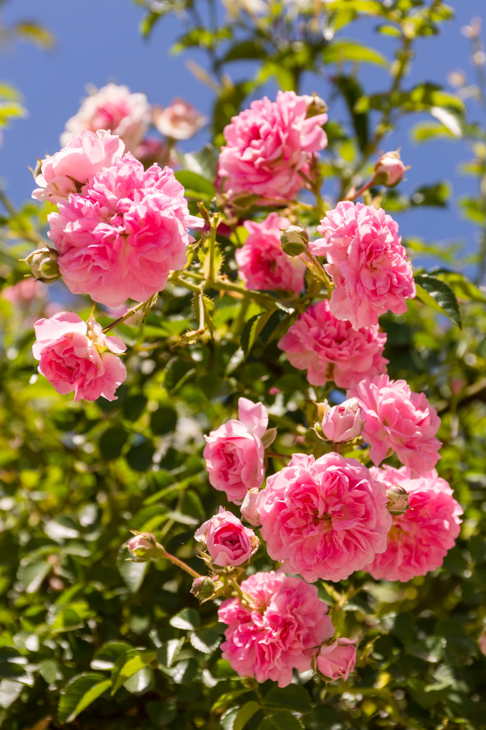 Pink roses in Vienna's Volksgarten